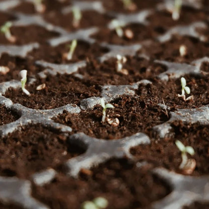 🔥LAST DAY 50% OFF🌱Premium Organic Coconut Coir Bricks for Plants
